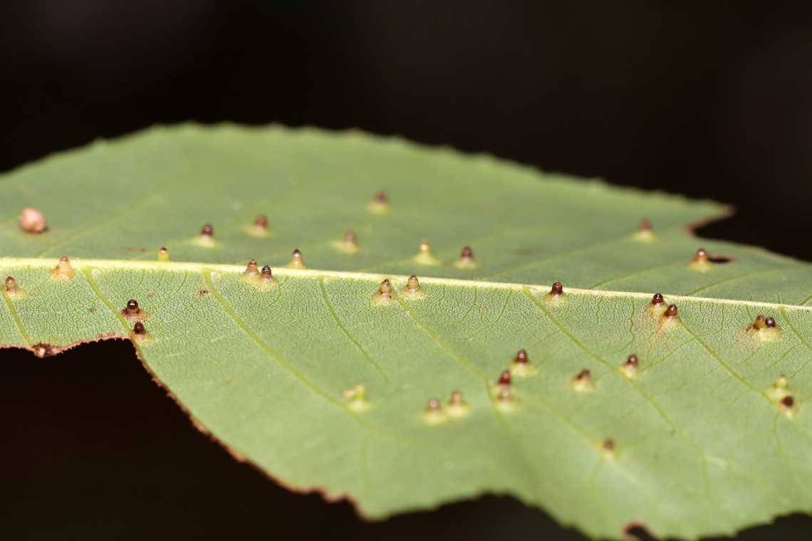 Hickory Bullet Galls - Caryomyia tubicola Habitat: Growing on hickory (Carya sp.); rural yard<br />
<figure class="photo"><a href="https://www.jungledragon.com/image/142745/hickory_bullet_galls_-_caryomyia_tubicola.html" title="Hickory Bullet Galls - Caryomyia tubicola"><img src="https://s3.amazonaws.com/media.jungledragon.com/images/3232/142745_thumb.jpg?AWSAccessKeyId=05GMT0V3GWVNE7GGM1R2&Expires=1769040010&Signature=l%2B6GsdrZ%2B%2FG0yq%2BWuIpO%2BrqO4%2FE%3D" width="200" height="144" alt="Hickory Bullet Galls - Caryomyia tubicola Habitat: Growing on hickory (Carya sp.); rural yard<br />
https://www.jungledragon.com/image/142745/hickory_bullet_galls_-_caryomyia_tubicola.html<br />
https://www.jungledragon.com/image/142748/hickory_bullet_galls_-_caryomyia_tubicola.html<br />
https://www.jungledragon.com/image/142747/hickory_bullet_galls_-_caryomyia_tubicola.html<br />
https://www.jungledragon.com/image/142746/hickory_bullet_galls_-_caryomyia_tubicola.html<br />
 Caryomyia tubicola,Fall,Geotagged,Hickory Bullet Gall Midge,United States" /></a></figure><br />
<figure class="photo"><a href="https://www.jungledragon.com/image/142748/hickory_bullet_galls_-_caryomyia_tubicola.html" title="Hickory Bullet Galls - Caryomyia tubicola"><img src="https://s3.amazonaws.com/media.jungledragon.com/images/3232/142748_thumb.jpg?AWSAccessKeyId=05GMT0V3GWVNE7GGM1R2&Expires=1769040010&Signature=m7QWrkVR5lfmJ6fXfotBfl1GXbA%3D" width="200" height="134" alt="Hickory Bullet Galls - Caryomyia tubicola Habitat: Growing on hickory (Carya sp.); rural yard<br />
https://www.jungledragon.com/image/142745/hickory_bullet_galls_-_caryomyia_tubicola.html<br />
https://www.jungledragon.com/image/142748/hickory_bullet_galls_-_caryomyia_tubicola.html<br />
https://www.jungledragon.com/image/142747/hickory_bullet_galls_-_caryomyia_tubicola.html<br />
https://www.jungledragon.com/image/142746/hickory_bullet_galls_-_caryomyia_tubicola.html<br />
 Caryomyia,Caryomyia tubicola,Cecidomyiidae,Fall,Geotagged,Hickory Bullet Gall Midge,United States,bullet gall,carya,galls,hickory galls" /></a></figure><br />
<figure class="photo"><a href="https://www.jungledragon.com/image/142747/hickory_bullet_galls_-_caryomyia_tubicola.html" title="Hickory Bullet Galls - Caryomyia tubicola"><img src="https://s3.amazonaws.com/media.jungledragon.com/images/3232/142747_thumb.jpg?AWSAccessKeyId=05GMT0V3GWVNE7GGM1R2&Expires=1769040010&Signature=pnPwHNEZchDVpWOmCXxy9RNI%2Bt4%3D" width="128" height="152" alt="Hickory Bullet Galls - Caryomyia tubicola Habitat: Growing on hickory (Carya sp.); rural yard<br />
https://www.jungledragon.com/image/142745/hickory_bullet_galls_-_caryomyia_tubicola.html<br />
https://www.jungledragon.com/image/142748/hickory_bullet_galls_-_caryomyia_tubicola.html<br />
https://www.jungledragon.com/image/142747/hickory_bullet_galls_-_caryomyia_tubicola.html<br />
https://www.jungledragon.com/image/142746/hickory_bullet_galls_-_caryomyia_tubicola.html<br />
 Caryomyia tubicola,Fall,Geotagged,Hickory Bullet Gall Midge,United States" /></a></figure><br />
<figure class="photo"><a href="https://www.jungledragon.com/image/142746/hickory_bullet_galls_-_caryomyia_tubicola.html" title="Hickory Bullet Galls - Caryomyia tubicola"><img src="https://s3.amazonaws.com/media.jungledragon.com/images/3232/142746_thumb.jpg?AWSAccessKeyId=05GMT0V3GWVNE7GGM1R2&Expires=1769040010&Signature=M9M3znz3lLMSZ8oPdczMrpmXzRQ%3D" width="200" height="146" alt="Hickory Bullet Galls - Caryomyia tubicola Habitat: Growing on hickory (Carya sp.); rural yard<br />
https://www.jungledragon.com/image/142745/hickory_bullet_galls_-_caryomyia_tubicola.html<br />
https://www.jungledragon.com/image/142748/hickory_bullet_galls_-_caryomyia_tubicola.html<br />
https://www.jungledragon.com/image/142747/hickory_bullet_galls_-_caryomyia_tubicola.html<br />
https://www.jungledragon.com/image/142746/hickory_bullet_galls_-_caryomyia_tubicola.html<br />
 Caryomyia tubicola,Fall,Geotagged,Hickory Bullet Gall Midge,United States" /></a></figure><br />
 Caryomyia,Caryomyia tubicola,Cecidomyiidae,Fall,Geotagged,Hickory Bullet Gall Midge,United States,bullet gall,carya,galls,hickory galls