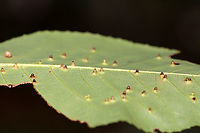 Hickory Bullet Galls - Caryomyia tubicola Habitat: Growing on hickory (Carya sp.); rural yard<br />
https://www.jungledragon.com/image/142745/hickory_bullet_galls_-_caryomyia_tubicola.html<br />
https://www.jungledragon.com/image/142748/hickory_bullet_galls_-_caryomyia_tubicola.html<br />
https://www.jungledragon.com/image/142747/hickory_bullet_galls_-_caryomyia_tubicola.html<br />
https://www.jungledragon.com/image/142746/hickory_bullet_galls_-_caryomyia_tubicola.html<br />
 Caryomyia,Caryomyia tubicola,Cecidomyiidae,Fall,Geotagged,Hickory Bullet Gall Midge,United States,bullet gall,carya,galls,hickory galls