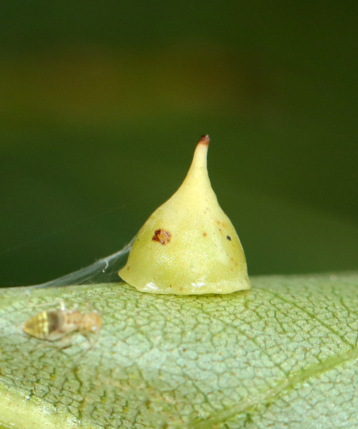 Hickory Smooth Gumdrop Gall - Caryomyia sanguinolenta There was some silk on this one and what looks like a barklouse. Too bad I didn&#039;t see it when I took this photo.<br />
<br />
Habitat: Carya sp. leaves; rural yard<br />
<figure class="photo"><a href="https://www.jungledragon.com/image/142750/hickory_smooth_gumdrop_gall_-_caryomyia_sanguinolenta.html" title="Hickory Smooth Gumdrop Gall - Caryomyia sanguinolenta"><img src="https://s3.amazonaws.com/media.jungledragon.com/images/3232/142750_thumb.jpg?AWSAccessKeyId=05GMT0V3GWVNE7GGM1R2&Expires=1759968010&Signature=UFozceQHG3HfVEhSquAmuEH27WI%3D" width="128" height="152" alt="Hickory Smooth Gumdrop Gall - Caryomyia sanguinolenta There was some silk on this one and what looks like a barklouse. Too bad I didn&#039;t see it when I took this photo.<br />
<br />
Habitat: Carya sp. leaves; rural yard<br />
https://www.jungledragon.com/image/142750/hickory_smooth_gumdrop_gall_-_caryomyia_sanguinolenta.html<br />
https://www.jungledragon.com/image/142753/hickory_smooth_gumdrop_gall_midge_-_caryomyia_sanguinolenta.html<br />
https://www.jungledragon.com/image/142752/hickory_smooth_gumdrop_gall_-_caryomyia_sanguinolenta.html<br />
https://www.jungledragon.com/image/142751/hickory_smooth_gumdrop_gall_-_caryomyia_sanguinolenta.html Caryomyia sanguinolenta,Fall,Geotagged,Hickory Smooth Gumdrop Gall Midge,United States" /></a></figure><br />
<figure class="photo"><a href="https://www.jungledragon.com/image/142753/hickory_smooth_gumdrop_gall_midge_-_caryomyia_sanguinolenta.html" title="Hickory Smooth Gumdrop Gall Midge - Caryomyia sanguinolenta"><img src="https://s3.amazonaws.com/media.jungledragon.com/images/3232/142753_thumb.jpg?AWSAccessKeyId=05GMT0V3GWVNE7GGM1R2&Expires=1759968010&Signature=ZRISBbtcqpJ06Jl26HXU4ig3hk0%3D" width="200" height="132" alt="Hickory Smooth Gumdrop Gall Midge - Caryomyia sanguinolenta This leaf had 3 different species of Caryomyia midge galls on it. I&#039;ve IDed it for the pointy ones near the middle. Some of the galls looked parasitized. Plus, there is a tiny, yellow photobomber near the bottom of the photo. It was a busy leaf!<br />
<br />
Habitat: Carya sp.; rural yard<br />
https://www.jungledragon.com/image/142750/hickory_smooth_gumdrop_gall_-_caryomyia_sanguinolenta.html<br />
https://www.jungledragon.com/image/142753/hickory_smooth_gumdrop_gall_midge_-_caryomyia_sanguinolenta.html<br />
https://www.jungledragon.com/image/142752/hickory_smooth_gumdrop_gall_-_caryomyia_sanguinolenta.html<br />
https://www.jungledragon.com/image/142751/hickory_smooth_gumdrop_gall_-_caryomyia_sanguinolenta.html Caryomyia sanguinolenta,Fall,Geotagged,Hickory Smooth Gumdrop Gall Midge,United States,carya,caryomyia,gall,midge" /></a></figure><br />
<figure class="photo"><a href="https://www.jungledragon.com/image/142752/hickory_smooth_gumdrop_gall_-_caryomyia_sanguinolenta.html" title="Hickory Smooth Gumdrop Gall - Caryomyia sanguinolenta"><img src="https://s3.amazonaws.com/media.jungledragon.com/images/3232/142752_thumb.jpg?AWSAccessKeyId=05GMT0V3GWVNE7GGM1R2&Expires=1759968010&Signature=KfWphykDmQp4EnKnSA60%2Bi9uDZE%3D" width="200" height="152" alt="Hickory Smooth Gumdrop Gall - Caryomyia sanguinolenta This one may have been parasitized.<br />
<br />
Habitat: Carya sp. leaves; rural yard<br />
https://www.jungledragon.com/image/142750/hickory_smooth_gumdrop_gall_-_caryomyia_sanguinolenta.html<br />
https://www.jungledragon.com/image/142753/hickory_smooth_gumdrop_gall_midge_-_caryomyia_sanguinolenta.html<br />
https://www.jungledragon.com/image/142752/hickory_smooth_gumdrop_gall_-_caryomyia_sanguinolenta.html<br />
https://www.jungledragon.com/image/142751/hickory_smooth_gumdrop_gall_-_caryomyia_sanguinolenta.html Caryomyia sanguinolenta,Fall,Geotagged,Hickory Smooth Gumdrop Gall Midge,United States" /></a></figure><br />
<figure class="photo"><a href="https://www.jungledragon.com/image/142751/hickory_smooth_gumdrop_gall_-_caryomyia_sanguinolenta.html" title="Hickory Smooth Gumdrop Gall - Caryomyia sanguinolenta"><img src="https://s3.amazonaws.com/media.jungledragon.com/images/3232/142751_thumb.jpg?AWSAccessKeyId=05GMT0V3GWVNE7GGM1R2&Expires=1759968010&Signature=dUZAy8pYd8W1JG%2BXSAp%2FKyzzGI8%3D" width="200" height="146" alt="Hickory Smooth Gumdrop Gall - Caryomyia sanguinolenta Habitat: Carya sp. leaves; rural yard<br />
https://www.jungledragon.com/image/142750/hickory_smooth_gumdrop_gall_-_caryomyia_sanguinolenta.html<br />
https://www.jungledragon.com/image/142753/hickory_smooth_gumdrop_gall_midge_-_caryomyia_sanguinolenta.html<br />
https://www.jungledragon.com/image/142752/hickory_smooth_gumdrop_gall_-_caryomyia_sanguinolenta.html<br />
https://www.jungledragon.com/image/142751/hickory_smooth_gumdrop_gall_-_caryomyia_sanguinolenta.html Caryomyia sanguinolenta,Fall,Geotagged,Hickory Smooth Gumdrop Gall Midge,United States" /></a></figure> Caryomyia sanguinolenta,Fall,Geotagged,Hickory Smooth Gumdrop Gall Midge,United States
