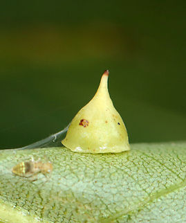 Hickory Smooth Gumdrop Gall - Caryomyia sanguinolenta There was some silk on this one and what looks like a barklouse. Too bad I didn't see it when I took this photo.

Habitat: Carya sp. leaves; rural yard
https://www.jungledragon.com/image/142750/hickory_smooth_gumdrop_gall_-_caryomyia_sanguinolenta.html
https://www.jungledragon.com/image/142753/hickory_smooth_gumdrop_gall_midge_-_caryomyia_sanguinolenta.html
https://www.jungledragon.com/image/142752/hickory_smooth_gumdrop_gall_-_caryomyia_sanguinolenta.html
https://www.jungledragon.com/image/142751/hickory_smooth_gumdrop_gall_-_caryomyia_sanguinolenta.html Caryomyia sanguinolenta,Fall,Geotagged,Hickory Smooth Gumdrop Gall Midge,United States