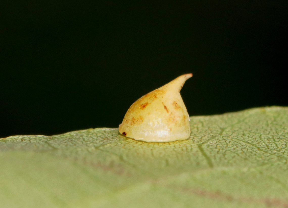 Hickory Smooth Gumdrop Gall - Caryomyia sanguinolenta Habitat: Carya sp. leaves; rural yard<br />
<figure class="photo"><a href="https://www.jungledragon.com/image/142750/hickory_smooth_gumdrop_gall_-_caryomyia_sanguinolenta.html" title="Hickory Smooth Gumdrop Gall - Caryomyia sanguinolenta"><img src="https://s3.amazonaws.com/media.jungledragon.com/images/3232/142750_thumb.jpg?AWSAccessKeyId=05GMT0V3GWVNE7GGM1R2&Expires=1759968010&Signature=UFozceQHG3HfVEhSquAmuEH27WI%3D" width="128" height="152" alt="Hickory Smooth Gumdrop Gall - Caryomyia sanguinolenta There was some silk on this one and what looks like a barklouse. Too bad I didn&#039;t see it when I took this photo.<br />
<br />
Habitat: Carya sp. leaves; rural yard<br />
https://www.jungledragon.com/image/142750/hickory_smooth_gumdrop_gall_-_caryomyia_sanguinolenta.html<br />
https://www.jungledragon.com/image/142753/hickory_smooth_gumdrop_gall_midge_-_caryomyia_sanguinolenta.html<br />
https://www.jungledragon.com/image/142752/hickory_smooth_gumdrop_gall_-_caryomyia_sanguinolenta.html<br />
https://www.jungledragon.com/image/142751/hickory_smooth_gumdrop_gall_-_caryomyia_sanguinolenta.html Caryomyia sanguinolenta,Fall,Geotagged,Hickory Smooth Gumdrop Gall Midge,United States" /></a></figure><br />
<figure class="photo"><a href="https://www.jungledragon.com/image/142753/hickory_smooth_gumdrop_gall_midge_-_caryomyia_sanguinolenta.html" title="Hickory Smooth Gumdrop Gall Midge - Caryomyia sanguinolenta"><img src="https://s3.amazonaws.com/media.jungledragon.com/images/3232/142753_thumb.jpg?AWSAccessKeyId=05GMT0V3GWVNE7GGM1R2&Expires=1759968010&Signature=ZRISBbtcqpJ06Jl26HXU4ig3hk0%3D" width="200" height="132" alt="Hickory Smooth Gumdrop Gall Midge - Caryomyia sanguinolenta This leaf had 3 different species of Caryomyia midge galls on it. I&#039;ve IDed it for the pointy ones near the middle. Some of the galls looked parasitized. Plus, there is a tiny, yellow photobomber near the bottom of the photo. It was a busy leaf!<br />
<br />
Habitat: Carya sp.; rural yard<br />
https://www.jungledragon.com/image/142750/hickory_smooth_gumdrop_gall_-_caryomyia_sanguinolenta.html<br />
https://www.jungledragon.com/image/142753/hickory_smooth_gumdrop_gall_midge_-_caryomyia_sanguinolenta.html<br />
https://www.jungledragon.com/image/142752/hickory_smooth_gumdrop_gall_-_caryomyia_sanguinolenta.html<br />
https://www.jungledragon.com/image/142751/hickory_smooth_gumdrop_gall_-_caryomyia_sanguinolenta.html Caryomyia sanguinolenta,Fall,Geotagged,Hickory Smooth Gumdrop Gall Midge,United States,carya,caryomyia,gall,midge" /></a></figure><br />
<figure class="photo"><a href="https://www.jungledragon.com/image/142752/hickory_smooth_gumdrop_gall_-_caryomyia_sanguinolenta.html" title="Hickory Smooth Gumdrop Gall - Caryomyia sanguinolenta"><img src="https://s3.amazonaws.com/media.jungledragon.com/images/3232/142752_thumb.jpg?AWSAccessKeyId=05GMT0V3GWVNE7GGM1R2&Expires=1759968010&Signature=KfWphykDmQp4EnKnSA60%2Bi9uDZE%3D" width="200" height="152" alt="Hickory Smooth Gumdrop Gall - Caryomyia sanguinolenta This one may have been parasitized.<br />
<br />
Habitat: Carya sp. leaves; rural yard<br />
https://www.jungledragon.com/image/142750/hickory_smooth_gumdrop_gall_-_caryomyia_sanguinolenta.html<br />
https://www.jungledragon.com/image/142753/hickory_smooth_gumdrop_gall_midge_-_caryomyia_sanguinolenta.html<br />
https://www.jungledragon.com/image/142752/hickory_smooth_gumdrop_gall_-_caryomyia_sanguinolenta.html<br />
https://www.jungledragon.com/image/142751/hickory_smooth_gumdrop_gall_-_caryomyia_sanguinolenta.html Caryomyia sanguinolenta,Fall,Geotagged,Hickory Smooth Gumdrop Gall Midge,United States" /></a></figure><br />
<figure class="photo"><a href="https://www.jungledragon.com/image/142751/hickory_smooth_gumdrop_gall_-_caryomyia_sanguinolenta.html" title="Hickory Smooth Gumdrop Gall - Caryomyia sanguinolenta"><img src="https://s3.amazonaws.com/media.jungledragon.com/images/3232/142751_thumb.jpg?AWSAccessKeyId=05GMT0V3GWVNE7GGM1R2&Expires=1759968010&Signature=dUZAy8pYd8W1JG%2BXSAp%2FKyzzGI8%3D" width="200" height="146" alt="Hickory Smooth Gumdrop Gall - Caryomyia sanguinolenta Habitat: Carya sp. leaves; rural yard<br />
https://www.jungledragon.com/image/142750/hickory_smooth_gumdrop_gall_-_caryomyia_sanguinolenta.html<br />
https://www.jungledragon.com/image/142753/hickory_smooth_gumdrop_gall_midge_-_caryomyia_sanguinolenta.html<br />
https://www.jungledragon.com/image/142752/hickory_smooth_gumdrop_gall_-_caryomyia_sanguinolenta.html<br />
https://www.jungledragon.com/image/142751/hickory_smooth_gumdrop_gall_-_caryomyia_sanguinolenta.html Caryomyia sanguinolenta,Fall,Geotagged,Hickory Smooth Gumdrop Gall Midge,United States" /></a></figure> Caryomyia sanguinolenta,Fall,Geotagged,Hickory Smooth Gumdrop Gall Midge,United States