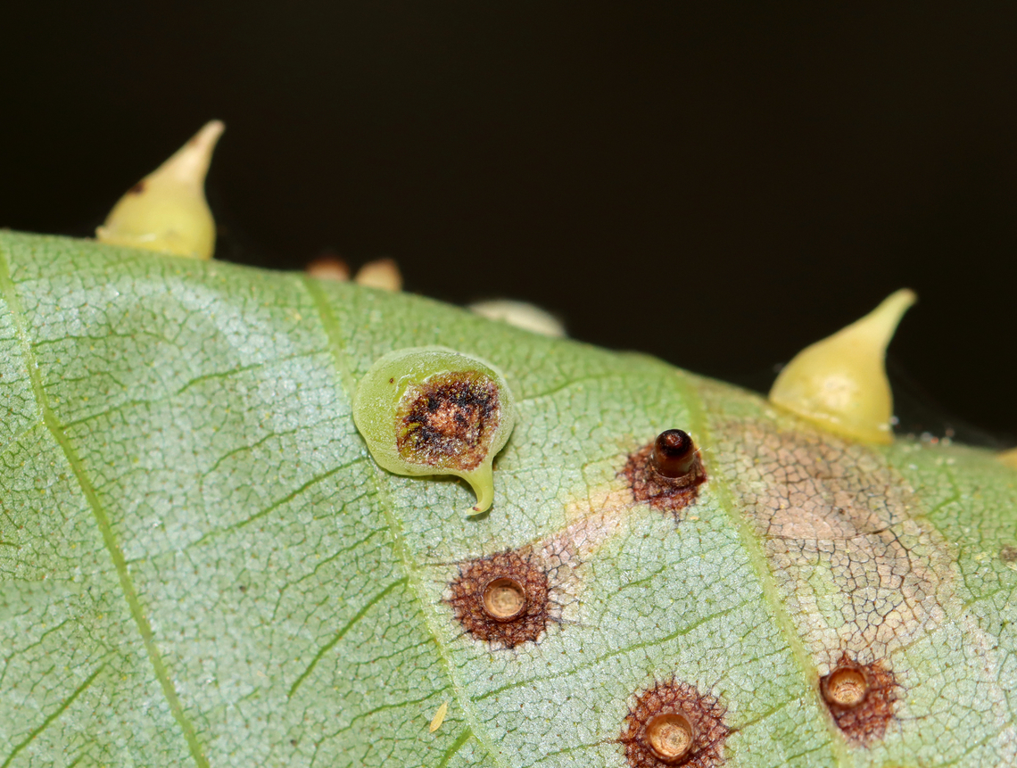 Hickory Smooth Gumdrop Gall - Caryomyia sanguinolenta This one may have been parasitized.<br />
<br />
Habitat: Carya sp. leaves; rural yard<br />
<figure class="photo"><a href="https://www.jungledragon.com/image/142750/hickory_smooth_gumdrop_gall_-_caryomyia_sanguinolenta.html" title="Hickory Smooth Gumdrop Gall - Caryomyia sanguinolenta"><img src="https://s3.amazonaws.com/media.jungledragon.com/images/3232/142750_thumb.jpg?AWSAccessKeyId=05GMT0V3GWVNE7GGM1R2&Expires=1759968010&Signature=UFozceQHG3HfVEhSquAmuEH27WI%3D" width="128" height="152" alt="Hickory Smooth Gumdrop Gall - Caryomyia sanguinolenta There was some silk on this one and what looks like a barklouse. Too bad I didn&#039;t see it when I took this photo.<br />
<br />
Habitat: Carya sp. leaves; rural yard<br />
https://www.jungledragon.com/image/142750/hickory_smooth_gumdrop_gall_-_caryomyia_sanguinolenta.html<br />
https://www.jungledragon.com/image/142753/hickory_smooth_gumdrop_gall_midge_-_caryomyia_sanguinolenta.html<br />
https://www.jungledragon.com/image/142752/hickory_smooth_gumdrop_gall_-_caryomyia_sanguinolenta.html<br />
https://www.jungledragon.com/image/142751/hickory_smooth_gumdrop_gall_-_caryomyia_sanguinolenta.html Caryomyia sanguinolenta,Fall,Geotagged,Hickory Smooth Gumdrop Gall Midge,United States" /></a></figure><br />
<figure class="photo"><a href="https://www.jungledragon.com/image/142753/hickory_smooth_gumdrop_gall_midge_-_caryomyia_sanguinolenta.html" title="Hickory Smooth Gumdrop Gall Midge - Caryomyia sanguinolenta"><img src="https://s3.amazonaws.com/media.jungledragon.com/images/3232/142753_thumb.jpg?AWSAccessKeyId=05GMT0V3GWVNE7GGM1R2&Expires=1759968010&Signature=ZRISBbtcqpJ06Jl26HXU4ig3hk0%3D" width="200" height="132" alt="Hickory Smooth Gumdrop Gall Midge - Caryomyia sanguinolenta This leaf had 3 different species of Caryomyia midge galls on it. I&#039;ve IDed it for the pointy ones near the middle. Some of the galls looked parasitized. Plus, there is a tiny, yellow photobomber near the bottom of the photo. It was a busy leaf!<br />
<br />
Habitat: Carya sp.; rural yard<br />
https://www.jungledragon.com/image/142750/hickory_smooth_gumdrop_gall_-_caryomyia_sanguinolenta.html<br />
https://www.jungledragon.com/image/142753/hickory_smooth_gumdrop_gall_midge_-_caryomyia_sanguinolenta.html<br />
https://www.jungledragon.com/image/142752/hickory_smooth_gumdrop_gall_-_caryomyia_sanguinolenta.html<br />
https://www.jungledragon.com/image/142751/hickory_smooth_gumdrop_gall_-_caryomyia_sanguinolenta.html Caryomyia sanguinolenta,Fall,Geotagged,Hickory Smooth Gumdrop Gall Midge,United States,carya,caryomyia,gall,midge" /></a></figure><br />
<figure class="photo"><a href="https://www.jungledragon.com/image/142752/hickory_smooth_gumdrop_gall_-_caryomyia_sanguinolenta.html" title="Hickory Smooth Gumdrop Gall - Caryomyia sanguinolenta"><img src="https://s3.amazonaws.com/media.jungledragon.com/images/3232/142752_thumb.jpg?AWSAccessKeyId=05GMT0V3GWVNE7GGM1R2&Expires=1759968010&Signature=KfWphykDmQp4EnKnSA60%2Bi9uDZE%3D" width="200" height="152" alt="Hickory Smooth Gumdrop Gall - Caryomyia sanguinolenta This one may have been parasitized.<br />
<br />
Habitat: Carya sp. leaves; rural yard<br />
https://www.jungledragon.com/image/142750/hickory_smooth_gumdrop_gall_-_caryomyia_sanguinolenta.html<br />
https://www.jungledragon.com/image/142753/hickory_smooth_gumdrop_gall_midge_-_caryomyia_sanguinolenta.html<br />
https://www.jungledragon.com/image/142752/hickory_smooth_gumdrop_gall_-_caryomyia_sanguinolenta.html<br />
https://www.jungledragon.com/image/142751/hickory_smooth_gumdrop_gall_-_caryomyia_sanguinolenta.html Caryomyia sanguinolenta,Fall,Geotagged,Hickory Smooth Gumdrop Gall Midge,United States" /></a></figure><br />
<figure class="photo"><a href="https://www.jungledragon.com/image/142751/hickory_smooth_gumdrop_gall_-_caryomyia_sanguinolenta.html" title="Hickory Smooth Gumdrop Gall - Caryomyia sanguinolenta"><img src="https://s3.amazonaws.com/media.jungledragon.com/images/3232/142751_thumb.jpg?AWSAccessKeyId=05GMT0V3GWVNE7GGM1R2&Expires=1759968010&Signature=dUZAy8pYd8W1JG%2BXSAp%2FKyzzGI8%3D" width="200" height="146" alt="Hickory Smooth Gumdrop Gall - Caryomyia sanguinolenta Habitat: Carya sp. leaves; rural yard<br />
https://www.jungledragon.com/image/142750/hickory_smooth_gumdrop_gall_-_caryomyia_sanguinolenta.html<br />
https://www.jungledragon.com/image/142753/hickory_smooth_gumdrop_gall_midge_-_caryomyia_sanguinolenta.html<br />
https://www.jungledragon.com/image/142752/hickory_smooth_gumdrop_gall_-_caryomyia_sanguinolenta.html<br />
https://www.jungledragon.com/image/142751/hickory_smooth_gumdrop_gall_-_caryomyia_sanguinolenta.html Caryomyia sanguinolenta,Fall,Geotagged,Hickory Smooth Gumdrop Gall Midge,United States" /></a></figure> Caryomyia sanguinolenta,Fall,Geotagged,Hickory Smooth Gumdrop Gall Midge,United States