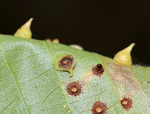 Hickory Smooth Gumdrop Gall - Caryomyia sanguinolenta This one may have been parasitized.

Habitat: Carya sp. leaves; rural yard
https://www.jungledragon.com/image/142750/hickory_smooth_gumdrop_gall_-_caryomyia_sanguinolenta.html
https://www.jungledragon.com/image/142753/hickory_smooth_gumdrop_gall_midge_-_caryomyia_sanguinolenta.html
https://www.jungledragon.com/image/142752/hickory_smooth_gumdrop_gall_-_caryomyia_sanguinolenta.html
https://www.jungledragon.com/image/142751/hickory_smooth_gumdrop_gall_-_caryomyia_sanguinolenta.html Caryomyia sanguinolenta,Fall,Geotagged,Hickory Smooth Gumdrop Gall Midge,United States