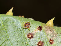 Hickory Smooth Gumdrop Gall - Caryomyia sanguinolenta This one may have been parasitized.<br />
<br />
Habitat: Carya sp. leaves; rural yard<br />
https://www.jungledragon.com/image/142750/hickory_smooth_gumdrop_gall_-_caryomyia_sanguinolenta.html<br />
https://www.jungledragon.com/image/142753/hickory_smooth_gumdrop_gall_midge_-_caryomyia_sanguinolenta.html<br />
https://www.jungledragon.com/image/142752/hickory_smooth_gumdrop_gall_-_caryomyia_sanguinolenta.html<br />
https://www.jungledragon.com/image/142751/hickory_smooth_gumdrop_gall_-_caryomyia_sanguinolenta.html Caryomyia sanguinolenta,Fall,Geotagged,Hickory Smooth Gumdrop Gall Midge,United States