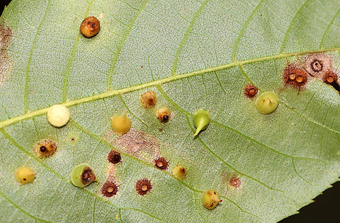 Hickory Smooth Gumdrop Gall Midge - Caryomyia sanguinolenta This leaf had 3 different species of Caryomyia midge galls on it. I've IDed it for the pointy ones near the middle. Some of the galls looked parasitized. Plus, there is a tiny, yellow photobomber near the bottom of the photo. It was a busy leaf!

Habitat: Carya sp.; rural yard
https://www.jungledragon.com/image/142750/hickory_smooth_gumdrop_gall_-_caryomyia_sanguinolenta.html
https://www.jungledragon.com/image/142753/hickory_smooth_gumdrop_gall_midge_-_caryomyia_sanguinolenta.html
https://www.jungledragon.com/image/142752/hickory_smooth_gumdrop_gall_-_caryomyia_sanguinolenta.html
https://www.jungledragon.com/image/142751/hickory_smooth_gumdrop_gall_-_caryomyia_sanguinolenta.html Caryomyia sanguinolenta,Fall,Geotagged,Hickory Smooth Gumdrop Gall Midge,United States,carya,caryomyia,gall,midge