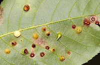 Hickory Smooth Gumdrop Gall Midge - Caryomyia sanguinolenta This leaf had 3 different species of Caryomyia midge galls on it. I've IDed it for the pointy ones near the middle. Some of the galls looked parasitized. Plus, there is a tiny, yellow photobomber near the bottom of the photo. It was a busy leaf!<br />
<br />
Habitat: Carya sp.; rural yard<br />
https://www.jungledragon.com/image/142750/hickory_smooth_gumdrop_gall_-_caryomyia_sanguinolenta.html<br />
https://www.jungledragon.com/image/142753/hickory_smooth_gumdrop_gall_midge_-_caryomyia_sanguinolenta.html<br />
https://www.jungledragon.com/image/142752/hickory_smooth_gumdrop_gall_-_caryomyia_sanguinolenta.html<br />
https://www.jungledragon.com/image/142751/hickory_smooth_gumdrop_gall_-_caryomyia_sanguinolenta.html Caryomyia sanguinolenta,Fall,Geotagged,Hickory Smooth Gumdrop Gall Midge,United States,carya,caryomyia,gall,midge