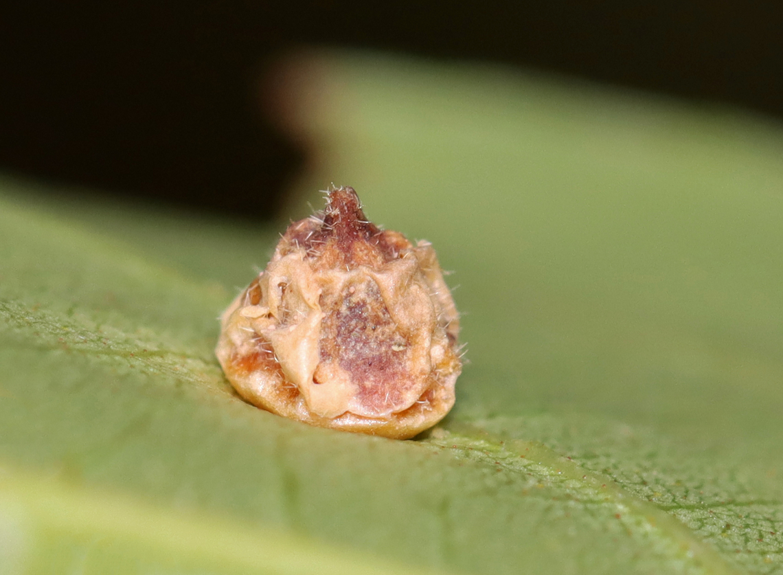 Parasitized Hickory Midge Gall - Caryomyia conoidea *Species is tentative<br />
<br />
Habitat: Carya sp.; rural yard<br />
<figure class="photo"><a href="https://www.jungledragon.com/image/142755/parasitized_hickory_midge_gall_-_caryomyia_conoidea.html" title="Parasitized Hickory Midge Gall - Caryomyia conoidea"><img src="https://s3.amazonaws.com/media.jungledragon.com/images/3232/142755_thumb.jpg?AWSAccessKeyId=05GMT0V3GWVNE7GGM1R2&Expires=1770854410&Signature=SO46aNxCFFDKaJBzT7cJ8CDGKNo%3D" width="200" height="148" alt="Parasitized Hickory Midge Gall - Caryomyia conoidea *Species is tentative<br />
<br />
Habitat: Carya sp.; rural yard<br />
https://www.jungledragon.com/image/142755/parasitized_hickory_midge_gall_-_caryomyia_conoidea.html<br />
https://www.jungledragon.com/image/142757/hickory_midge_galls_-_caryomyia_conoidea.html<br />
https://www.jungledragon.com/image/142756/hickory_midge_galls_-_caryomyia_conoidea.html Caryomyia conoidea,Fall,Geotagged,Hickory Gall Midge,United States,carya,gall" /></a></figure><br />
<figure class="photo"><a href="https://www.jungledragon.com/image/142757/hickory_midge_galls_-_caryomyia_conoidea.html" title="Hickory Midge Galls - Caryomyia conoidea"><img src="https://s3.amazonaws.com/media.jungledragon.com/images/3232/142757_thumb.jpg?AWSAccessKeyId=05GMT0V3GWVNE7GGM1R2&Expires=1770854410&Signature=TEasdf2Zm6yIgQlziHy7tzUVaCE%3D" width="200" height="150" alt="Hickory Midge Galls - Caryomyia conoidea *Species is tentative<br />
<br />
The one in the middle looks like it had been parasitized.<br />
<br />
Habitat: Carya sp.; rural yard<br />
https://www.jungledragon.com/image/142755/parasitized_hickory_midge_gall_-_caryomyia_conoidea.html<br />
https://www.jungledragon.com/image/142757/hickory_midge_galls_-_caryomyia_conoidea.html<br />
https://www.jungledragon.com/image/142756/hickory_midge_galls_-_caryomyia_conoidea.html Caryomyia conoidea,Fall,Geotagged,Hickory Gall Midge,United States,carya,caryomyia,galls" /></a></figure><br />
<figure class="photo"><a href="https://www.jungledragon.com/image/142756/hickory_midge_galls_-_caryomyia_conoidea.html" title="Hickory Midge Galls - Caryomyia conoidea"><img src="https://s3.amazonaws.com/media.jungledragon.com/images/3232/142756_thumb.jpg?AWSAccessKeyId=05GMT0V3GWVNE7GGM1R2&Expires=1770854410&Signature=umnFxVueLBtdM7ZdsJ7Www15i1U%3D" width="200" height="150" alt="Hickory Midge Galls - Caryomyia conoidea *Species is tentative<br />
<br />
Habitat: Carya sp.; rural yard<br />
https://www.jungledragon.com/image/142755/parasitized_hickory_midge_gall_-_caryomyia_conoidea.html<br />
https://www.jungledragon.com/image/142757/hickory_midge_galls_-_caryomyia_conoidea.html<br />
https://www.jungledragon.com/image/142756/hickory_midge_galls_-_caryomyia_conoidea.html Caryomyia conoidea,Fall,Geotagged,Hickory Gall Midge,United States" /></a></figure> Caryomyia conoidea,Fall,Geotagged,Hickory Gall Midge,United States,carya,gall
