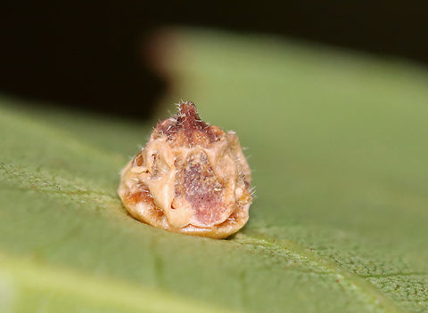 Parasitized Hickory Midge Gall - Caryomyia conoidea *Species is tentative

Habitat: Carya sp.; rural yard
https://www.jungledragon.com/image/142755/parasitized_hickory_midge_gall_-_caryomyia_conoidea.html
https://www.jungledragon.com/image/142757/hickory_midge_galls_-_caryomyia_conoidea.html
https://www.jungledragon.com/image/142756/hickory_midge_galls_-_caryomyia_conoidea.html Caryomyia conoidea,Fall,Geotagged,Hickory Gall Midge,United States,carya,gall