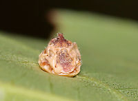 Parasitized Hickory Midge Gall - Caryomyia conoidea *Species is tentative<br />
<br />
Habitat: Carya sp.; rural yard<br />
https://www.jungledragon.com/image/142755/parasitized_hickory_midge_gall_-_caryomyia_conoidea.html<br />
https://www.jungledragon.com/image/142757/hickory_midge_galls_-_caryomyia_conoidea.html<br />
https://www.jungledragon.com/image/142756/hickory_midge_galls_-_caryomyia_conoidea.html Caryomyia conoidea,Fall,Geotagged,Hickory Gall Midge,United States,carya,gall