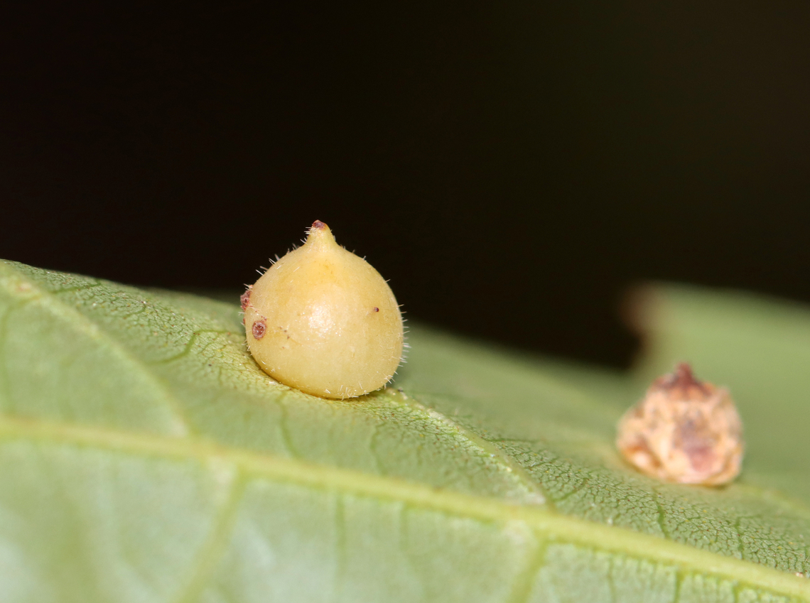 Hickory Midge Galls - Caryomyia conoidea *Species is tentative<br />
<br />
Habitat: Carya sp.; rural yard<br />
<figure class="photo"><a href="https://www.jungledragon.com/image/142755/parasitized_hickory_midge_gall_-_caryomyia_conoidea.html" title="Parasitized Hickory Midge Gall - Caryomyia conoidea"><img src="https://s3.amazonaws.com/media.jungledragon.com/images/3232/142755_thumb.jpg?AWSAccessKeyId=05GMT0V3GWVNE7GGM1R2&Expires=1759968010&Signature=lJEmTyayWx6qlxS20QhUHbcVCac%3D" width="200" height="148" alt="Parasitized Hickory Midge Gall - Caryomyia conoidea *Species is tentative<br />
<br />
Habitat: Carya sp.; rural yard<br />
https://www.jungledragon.com/image/142755/parasitized_hickory_midge_gall_-_caryomyia_conoidea.html<br />
https://www.jungledragon.com/image/142757/hickory_midge_galls_-_caryomyia_conoidea.html<br />
https://www.jungledragon.com/image/142756/hickory_midge_galls_-_caryomyia_conoidea.html Caryomyia conoidea,Fall,Geotagged,Hickory Gall Midge,United States,carya,gall" /></a></figure><br />
<figure class="photo"><a href="https://www.jungledragon.com/image/142757/hickory_midge_galls_-_caryomyia_conoidea.html" title="Hickory Midge Galls - Caryomyia conoidea"><img src="https://s3.amazonaws.com/media.jungledragon.com/images/3232/142757_thumb.jpg?AWSAccessKeyId=05GMT0V3GWVNE7GGM1R2&Expires=1759968010&Signature=PEjJS7CDNg3SBPaomd9XRtZDtd0%3D" width="200" height="150" alt="Hickory Midge Galls - Caryomyia conoidea *Species is tentative<br />
<br />
The one in the middle looks like it had been parasitized.<br />
<br />
Habitat: Carya sp.; rural yard<br />
https://www.jungledragon.com/image/142755/parasitized_hickory_midge_gall_-_caryomyia_conoidea.html<br />
https://www.jungledragon.com/image/142757/hickory_midge_galls_-_caryomyia_conoidea.html<br />
https://www.jungledragon.com/image/142756/hickory_midge_galls_-_caryomyia_conoidea.html Caryomyia conoidea,Fall,Geotagged,Hickory Gall Midge,United States,carya,caryomyia,galls" /></a></figure><br />
<figure class="photo"><a href="https://www.jungledragon.com/image/142756/hickory_midge_galls_-_caryomyia_conoidea.html" title="Hickory Midge Galls - Caryomyia conoidea"><img src="https://s3.amazonaws.com/media.jungledragon.com/images/3232/142756_thumb.jpg?AWSAccessKeyId=05GMT0V3GWVNE7GGM1R2&Expires=1759968010&Signature=dLaF6CjDXVZv7%2FETVjBvL2PujOo%3D" width="200" height="150" alt="Hickory Midge Galls - Caryomyia conoidea *Species is tentative<br />
<br />
Habitat: Carya sp.; rural yard<br />
https://www.jungledragon.com/image/142755/parasitized_hickory_midge_gall_-_caryomyia_conoidea.html<br />
https://www.jungledragon.com/image/142757/hickory_midge_galls_-_caryomyia_conoidea.html<br />
https://www.jungledragon.com/image/142756/hickory_midge_galls_-_caryomyia_conoidea.html Caryomyia conoidea,Fall,Geotagged,Hickory Gall Midge,United States" /></a></figure> Caryomyia conoidea,Fall,Geotagged,Hickory Gall Midge,United States