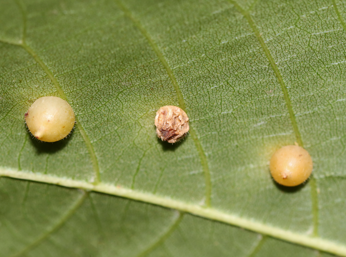 Hickory Midge Galls - Caryomyia conoidea *Species is tentative<br />
<br />
The one in the middle looks like it had been parasitized.<br />
<br />
Habitat: Carya sp.; rural yard<br />
<figure class="photo"><a href="https://www.jungledragon.com/image/142755/parasitized_hickory_midge_gall_-_caryomyia_conoidea.html" title="Parasitized Hickory Midge Gall - Caryomyia conoidea"><img src="https://s3.amazonaws.com/media.jungledragon.com/images/3232/142755_thumb.jpg?AWSAccessKeyId=05GMT0V3GWVNE7GGM1R2&Expires=1759968010&Signature=lJEmTyayWx6qlxS20QhUHbcVCac%3D" width="200" height="148" alt="Parasitized Hickory Midge Gall - Caryomyia conoidea *Species is tentative<br />
<br />
Habitat: Carya sp.; rural yard<br />
https://www.jungledragon.com/image/142755/parasitized_hickory_midge_gall_-_caryomyia_conoidea.html<br />
https://www.jungledragon.com/image/142757/hickory_midge_galls_-_caryomyia_conoidea.html<br />
https://www.jungledragon.com/image/142756/hickory_midge_galls_-_caryomyia_conoidea.html Caryomyia conoidea,Fall,Geotagged,Hickory Gall Midge,United States,carya,gall" /></a></figure><br />
<figure class="photo"><a href="https://www.jungledragon.com/image/142757/hickory_midge_galls_-_caryomyia_conoidea.html" title="Hickory Midge Galls - Caryomyia conoidea"><img src="https://s3.amazonaws.com/media.jungledragon.com/images/3232/142757_thumb.jpg?AWSAccessKeyId=05GMT0V3GWVNE7GGM1R2&Expires=1759968010&Signature=PEjJS7CDNg3SBPaomd9XRtZDtd0%3D" width="200" height="150" alt="Hickory Midge Galls - Caryomyia conoidea *Species is tentative<br />
<br />
The one in the middle looks like it had been parasitized.<br />
<br />
Habitat: Carya sp.; rural yard<br />
https://www.jungledragon.com/image/142755/parasitized_hickory_midge_gall_-_caryomyia_conoidea.html<br />
https://www.jungledragon.com/image/142757/hickory_midge_galls_-_caryomyia_conoidea.html<br />
https://www.jungledragon.com/image/142756/hickory_midge_galls_-_caryomyia_conoidea.html Caryomyia conoidea,Fall,Geotagged,Hickory Gall Midge,United States,carya,caryomyia,galls" /></a></figure><br />
<figure class="photo"><a href="https://www.jungledragon.com/image/142756/hickory_midge_galls_-_caryomyia_conoidea.html" title="Hickory Midge Galls - Caryomyia conoidea"><img src="https://s3.amazonaws.com/media.jungledragon.com/images/3232/142756_thumb.jpg?AWSAccessKeyId=05GMT0V3GWVNE7GGM1R2&Expires=1759968010&Signature=dLaF6CjDXVZv7%2FETVjBvL2PujOo%3D" width="200" height="150" alt="Hickory Midge Galls - Caryomyia conoidea *Species is tentative<br />
<br />
Habitat: Carya sp.; rural yard<br />
https://www.jungledragon.com/image/142755/parasitized_hickory_midge_gall_-_caryomyia_conoidea.html<br />
https://www.jungledragon.com/image/142757/hickory_midge_galls_-_caryomyia_conoidea.html<br />
https://www.jungledragon.com/image/142756/hickory_midge_galls_-_caryomyia_conoidea.html Caryomyia conoidea,Fall,Geotagged,Hickory Gall Midge,United States" /></a></figure> Caryomyia conoidea,Fall,Geotagged,Hickory Gall Midge,United States,carya,caryomyia,galls