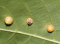 Hickory Midge Galls - Caryomyia conoidea *Species is tentative<br />
<br />
The one in the middle looks like it had been parasitized.<br />
<br />
Habitat: Carya sp.; rural yard<br />
https://www.jungledragon.com/image/142755/parasitized_hickory_midge_gall_-_caryomyia_conoidea.html<br />
https://www.jungledragon.com/image/142757/hickory_midge_galls_-_caryomyia_conoidea.html<br />
https://www.jungledragon.com/image/142756/hickory_midge_galls_-_caryomyia_conoidea.html Caryomyia conoidea,Fall,Geotagged,Hickory Gall Midge,United States,carya,caryomyia,galls