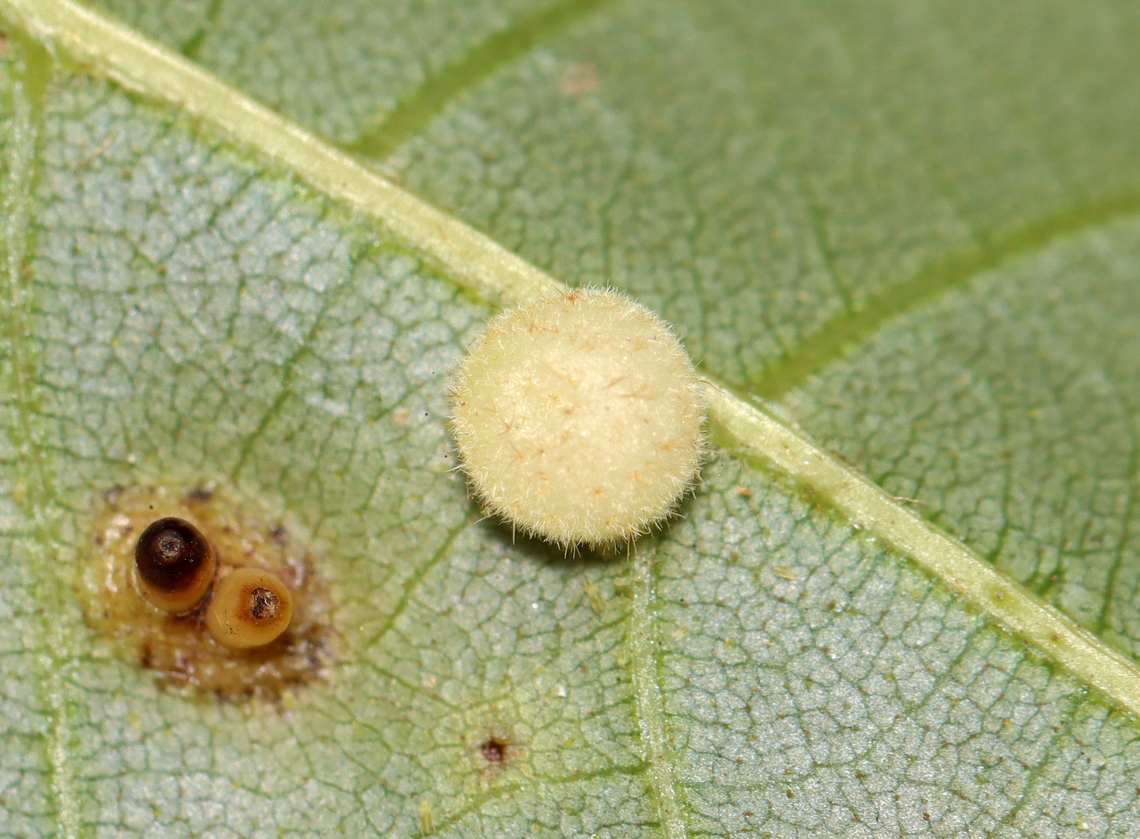 Hickory Placenta Gall Midge - Caryomyia thompsoni ID is for the fuzzy, round gall.<br />
<br />
Habitat: Carya sp.; rural yard Caryomyia,Caryomyia thompsoni,Fall,Geotagged,Hickory Placenta Gall Midge,United States,carya,galls