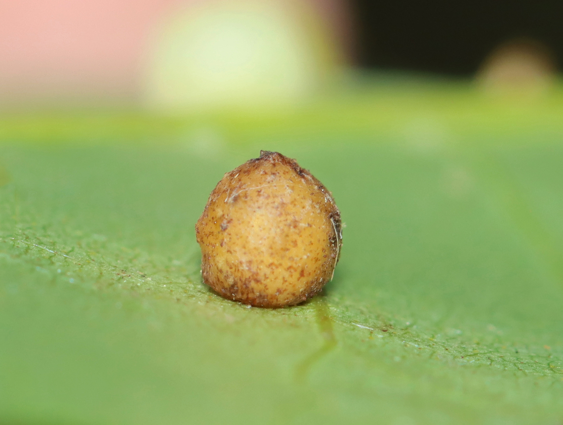 Hickory Gall - Caryomyia sp. I&#039;m not sure if this gall is supposed to look like this or if it is parasitized.<br />
<br />
Host: Carya sp. Fall,Geotagged,United States,carya,caryomyia,gall