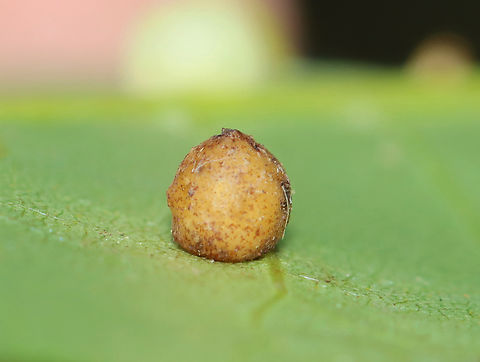 Hickory Gall - Caryomyia sp. I'm not sure if this gall is supposed to look like this or if it is parasitized.

Host: Carya sp. Fall,Geotagged,United States,carya,caryomyia,gall