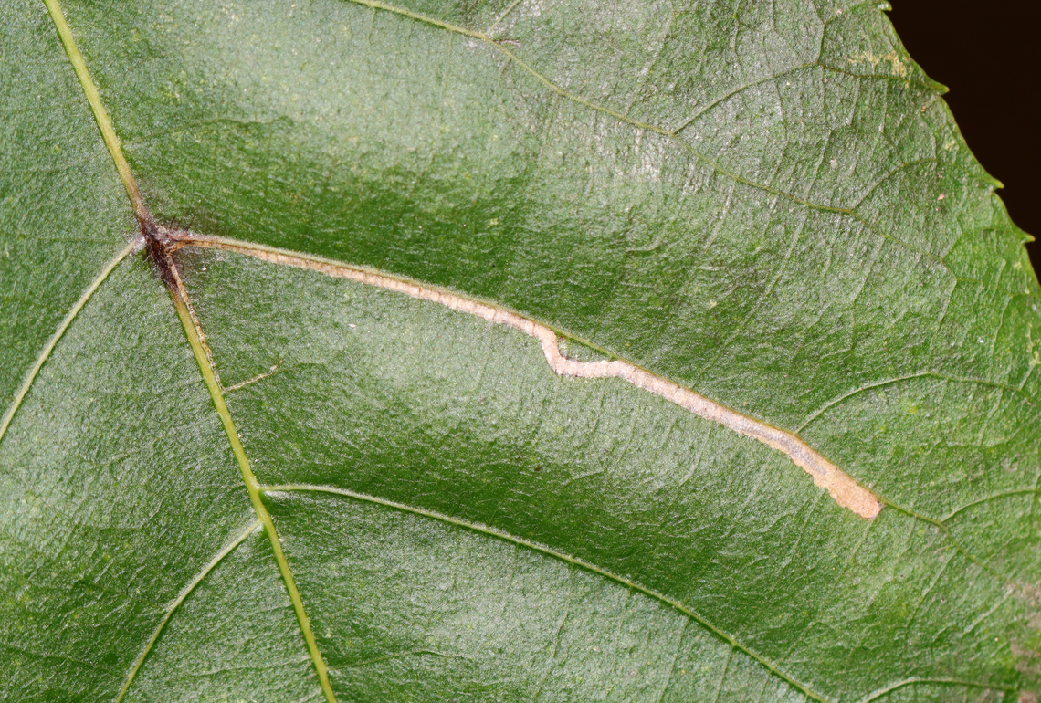 Leaf Mine - Stigmella betulicola This species is part of a complex.<br />
<br />
Host: Birch (Betula spp.) Fall,Geotagged,Stigmella,Stigmella betulicola,United States,leaf mine