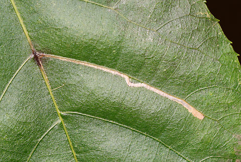 Leaf Mine - Stigmella betulicola This species is part of a complex.

Host: Birch (Betula spp.) Fall,Geotagged,Stigmella,Stigmella betulicola,United States,leaf mine