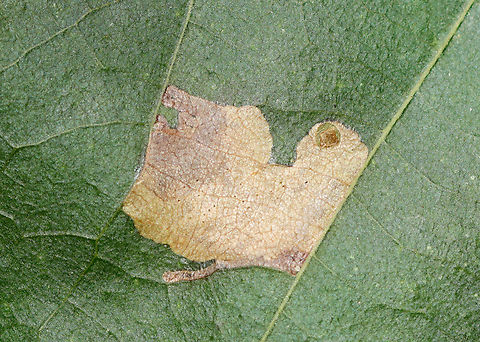 Ectoedemia sp.  - Blotch Leaf Mine on Hickory (Carya sp.) Host: Carya sp. Ectoedemia,Fall,Geotagged,United States,blotch mine,carya,hickory,leaf mine