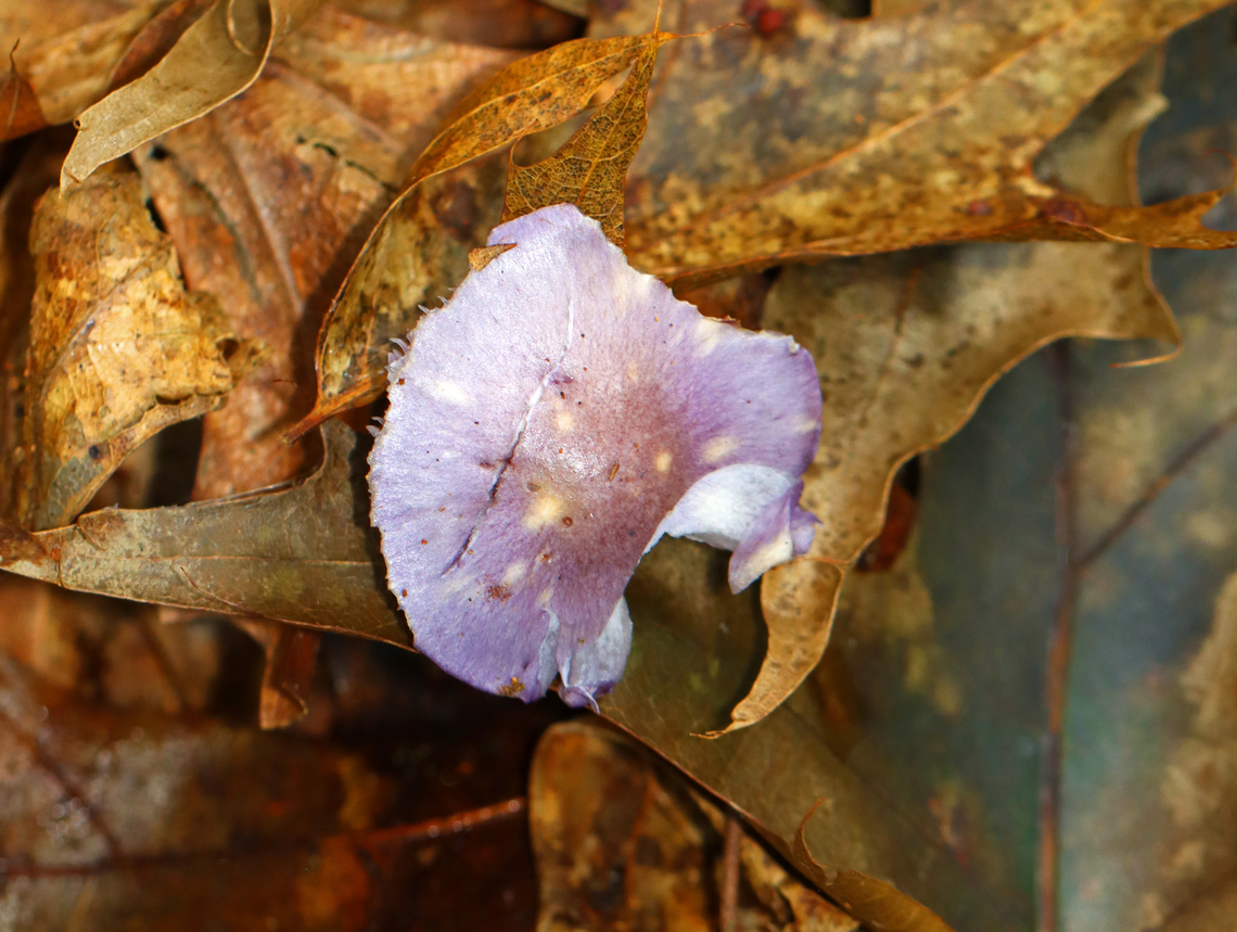 Spotted Cort - Cortinarius iodes Habitat: Deciduous forest Cortinarius iodes,Fall,Geotagged,Spotted cort,United States,cortinarius,fungus,mushroom