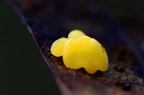 Jelly Fungus - Basidiomycota Habitat: Growing on an oak leaf; deciduous forest Basidiomycota,Fall,Geotagged,United States,fungus,jelly fungus