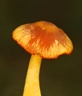 Waxcap - Hygrocybe sp. Habitat: Growing on the ground in a deciduous forest Fall,Geotagged,United States,fungus,hygrocybe,mushroom