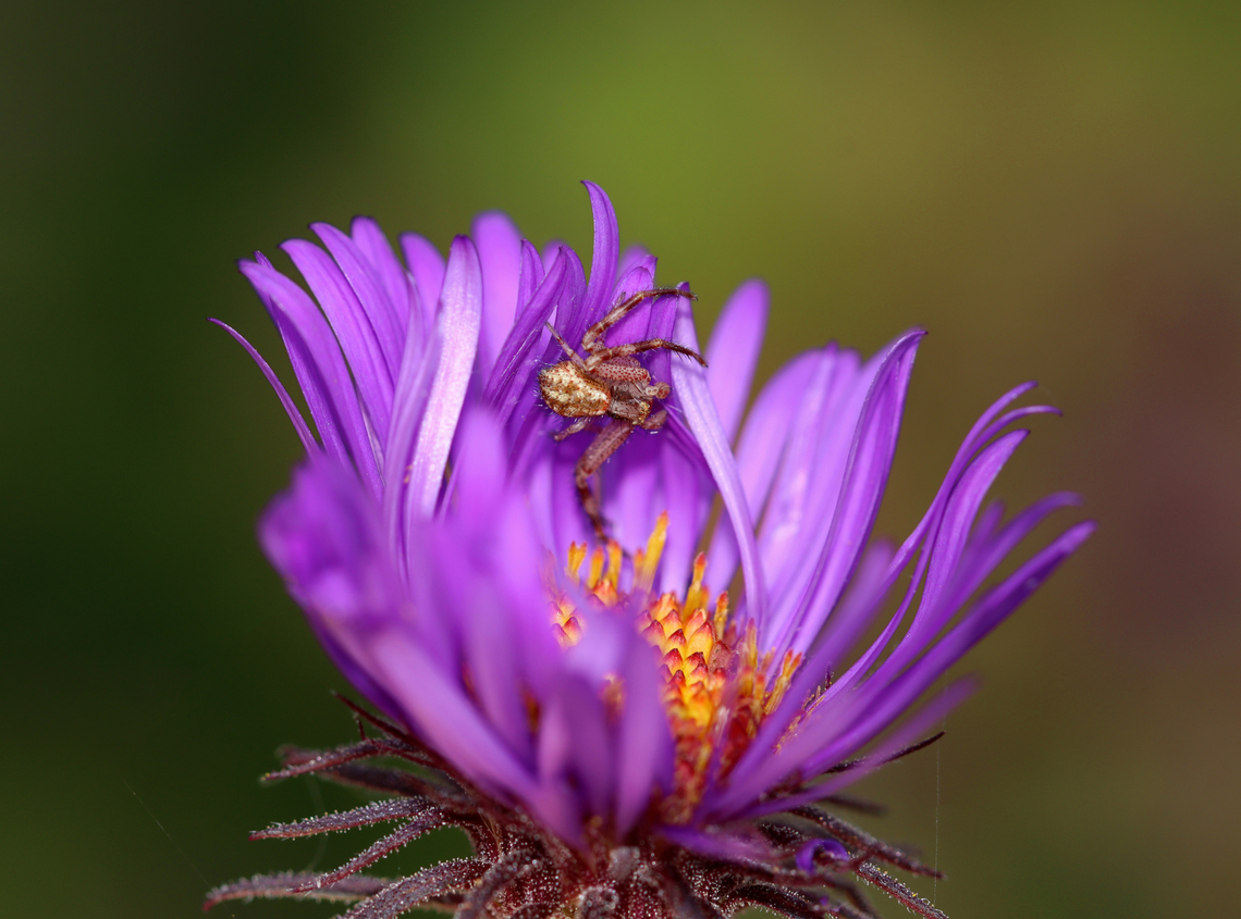 Northern Crab Spider - Mecaphesa asperata Habitat: Garden Geotagged,Mecaphesa,Mecaphesa asperata,Northern Crab Spider,Summer,United States,crab spider,spider