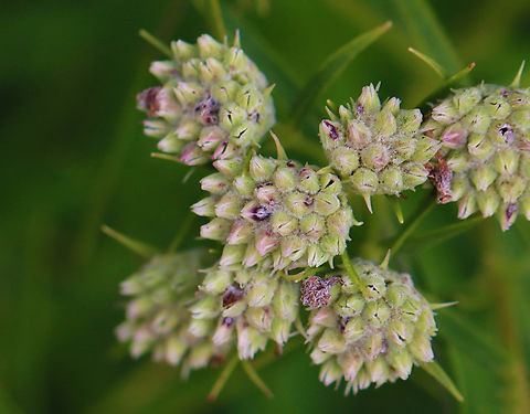 Narrowleaf mountainmint - Pycnanthemum tenuifolium Habitat: Meadow Geotagged,Narrowleaf mountainmint,Pycnanthemum,Pycnanthemum tenuifolium,Summer,United States,mountainmint