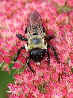 Eastern Carpenter Bee - Xylocopa virginica Habitat: Garden Eastern Carpenter Bee,Geotagged,Summer,United States,Xylocopa,Xylocopa virginica,bee,carpenter bee