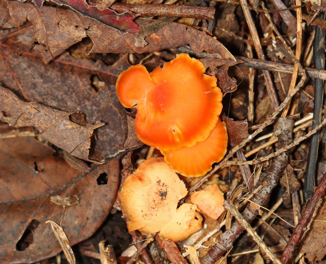 Honey Waxcap - Hygrocybe reidii Habitat: Mixed forest<br />
<figure class="photo"><a href="https://www.jungledragon.com/image/142801/honey_waxcap_-_hygrocybe_reidii.html" title="Honey Waxcap - Hygrocybe reidii"><img src="https://s3.amazonaws.com/media.jungledragon.com/images/3232/142801_thumb.jpg?AWSAccessKeyId=05GMT0V3GWVNE7GGM1R2&Expires=1759968010&Signature=1wnJLHTImwa3DCJS1L%2BZACtGH2w%3D" width="200" height="148" alt="Honey Waxcap - Hygrocybe reidii Habitat: Mixed forest<br />
https://www.jungledragon.com/image/142800/honey_waxcap_-_hygrocybe_reidii.html Geotagged,Hygrocybe reidii,Summer,United States" /></a></figure> Geotagged,Hygrocybe reidii,Summer,United States,fungus,hygrocybe,mushroom,waxcap