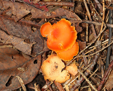 Honey Waxcap - Hygrocybe reidii Habitat: Mixed forest
https://www.jungledragon.com/image/142801/honey_waxcap_-_hygrocybe_reidii.html Geotagged,Hygrocybe reidii,Summer,United States,fungus,hygrocybe,mushroom,waxcap