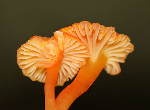Honey Waxcap - Hygrocybe reidii Habitat: Mixed forest
https://www.jungledragon.com/image/142800/honey_waxcap_-_hygrocybe_reidii.html Geotagged,Hygrocybe reidii,Summer,United States