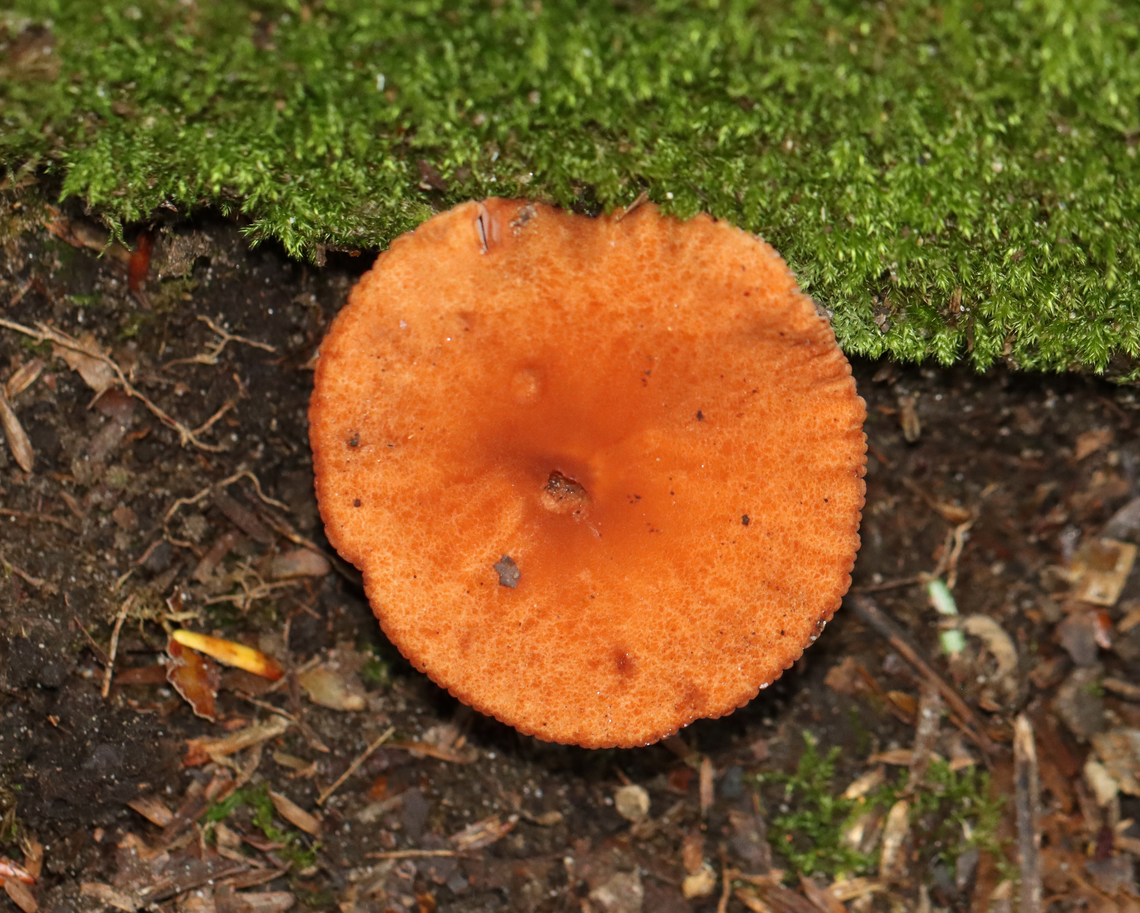 Milkcap - Lactarius camphoratus or Lactarius rubidus The latex was scant, watery, and didn&#039;t stain the gills.<br />
<br />
Habitat: Mixed forest with lots of oak and eastern hemlock Geotagged,Summer,United States,fungus,lactarius,milkcap,mushroom