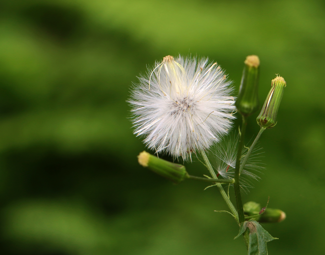 American Burnweed - Erechtites hieraciifolius Habitat: forest edge Erechtites,Erechtites hieraciifolius,Geotagged,Summer,United States,american burnweed,burnweed