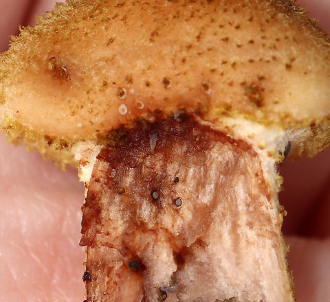 Bulbous Honey Fungus - Armillaria gallica The grayish spots are springtails and their butts sticking out of holes.

Habitat: Growing on tree roots
https://www.jungledragon.com/image/142827/bulbous_honey_fungus_-_armillaria_gallica.html
https://www.jungledragon.com/image/142829/bulbous_honey_fungus_-_armillaria_gallica.html
https://www.jungledragon.com/image/142828/bulbous_honey_fungus_-_armillaria_gallica.html Armillaria,Armillaria gallica,Bulbous Honey Fungus,Geotagged,Summer,United States,fungus,honey fungus,mushroom