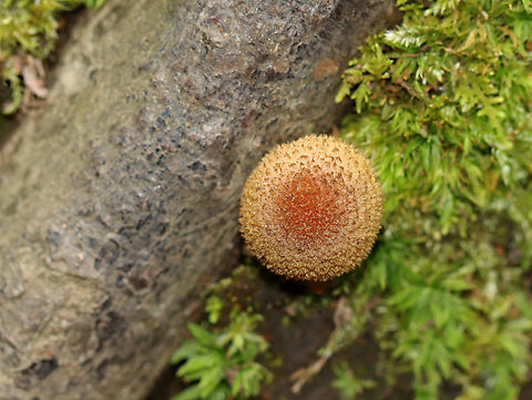 Bulbous Honey Fungus - Armillaria gallica Habitat: Growing on tree roots
https://www.jungledragon.com/image/142827/bulbous_honey_fungus_-_armillaria_gallica.html
https://www.jungledragon.com/image/142829/bulbous_honey_fungus_-_armillaria_gallica.html
https://www.jungledragon.com/image/142828/bulbous_honey_fungus_-_armillaria_gallica.html Armillaria gallica,Bulbous Honey Fungus,Geotagged,Summer,United States