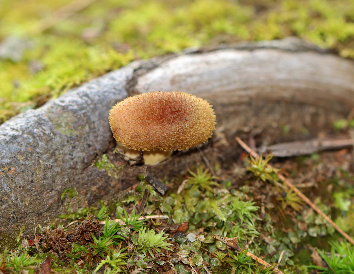 Bulbous Honey Fungus - Armillaria gallica Habitat: Growing on tree roots<br />
<figure class="photo"><a href="https://www.jungledragon.com/image/142827/bulbous_honey_fungus_-_armillaria_gallica.html" title="Bulbous Honey Fungus - Armillaria gallica"><img src="https://s3.amazonaws.com/media.jungledragon.com/images/3232/142827_thumb.jpg?AWSAccessKeyId=05GMT0V3GWVNE7GGM1R2&Expires=1763596810&Signature=MxhVYb4x%2F4W8U%2F5UmP8qj7mLznw%3D" width="200" height="184" alt="Bulbous Honey Fungus - Armillaria gallica The grayish spots are springtails and their butts sticking out of holes.<br />
<br />
Habitat: Growing on tree roots<br />
https://www.jungledragon.com/image/142827/bulbous_honey_fungus_-_armillaria_gallica.html<br />
https://www.jungledragon.com/image/142829/bulbous_honey_fungus_-_armillaria_gallica.html<br />
https://www.jungledragon.com/image/142828/bulbous_honey_fungus_-_armillaria_gallica.html Armillaria,Armillaria gallica,Bulbous Honey Fungus,Geotagged,Summer,United States,fungus,honey fungus,mushroom" /></a></figure><br />
<figure class="photo"><a href="https://www.jungledragon.com/image/142829/bulbous_honey_fungus_-_armillaria_gallica.html" title="Bulbous Honey Fungus - Armillaria gallica"><img src="https://s3.amazonaws.com/media.jungledragon.com/images/3232/142829_thumb.jpg?AWSAccessKeyId=05GMT0V3GWVNE7GGM1R2&Expires=1763596810&Signature=tmZFvcmHe%2BLzJkTG4xBsUhnEnXE%3D" width="200" height="156" alt="Bulbous Honey Fungus - Armillaria gallica Habitat: Growing on tree roots<br />
https://www.jungledragon.com/image/142827/bulbous_honey_fungus_-_armillaria_gallica.html<br />
https://www.jungledragon.com/image/142829/bulbous_honey_fungus_-_armillaria_gallica.html<br />
https://www.jungledragon.com/image/142828/bulbous_honey_fungus_-_armillaria_gallica.html Armillaria gallica,Bulbous Honey Fungus,Geotagged,Summer,United States" /></a></figure><br />
<figure class="photo"><a href="https://www.jungledragon.com/image/142828/bulbous_honey_fungus_-_armillaria_gallica.html" title="Bulbous Honey Fungus - Armillaria gallica"><img src="https://s3.amazonaws.com/media.jungledragon.com/images/3232/142828_thumb.jpg?AWSAccessKeyId=05GMT0V3GWVNE7GGM1R2&Expires=1763596810&Signature=TMeLh6ihkYJ1CrIs33pGc%2Be%2BvXo%3D" width="200" height="152" alt="Bulbous Honey Fungus - Armillaria gallica Habitat: Growing on tree roots<br />
https://www.jungledragon.com/image/142827/bulbous_honey_fungus_-_armillaria_gallica.html<br />
https://www.jungledragon.com/image/142829/bulbous_honey_fungus_-_armillaria_gallica.html<br />
https://www.jungledragon.com/image/142828/bulbous_honey_fungus_-_armillaria_gallica.html Armillaria gallica,Bulbous Honey Fungus,Geotagged,Summer,United States" /></a></figure> Armillaria gallica,Bulbous Honey Fungus,Geotagged,Summer,United States