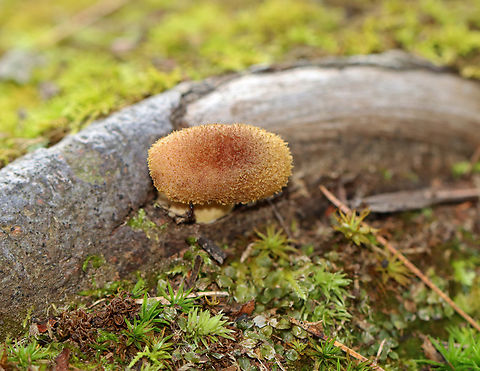 Bulbous Honey Fungus - Armillaria gallica Habitat: Growing on tree roots
https://www.jungledragon.com/image/142827/bulbous_honey_fungus_-_armillaria_gallica.html
https://www.jungledragon.com/image/142829/bulbous_honey_fungus_-_armillaria_gallica.html
https://www.jungledragon.com/image/142828/bulbous_honey_fungus_-_armillaria_gallica.html Armillaria gallica,Bulbous Honey Fungus,Geotagged,Summer,United States