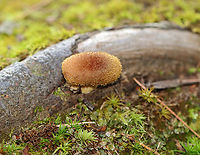 Bulbous Honey Fungus - Armillaria gallica Habitat: Growing on tree roots<br />
https://www.jungledragon.com/image/142827/bulbous_honey_fungus_-_armillaria_gallica.html<br />
https://www.jungledragon.com/image/142829/bulbous_honey_fungus_-_armillaria_gallica.html<br />
https://www.jungledragon.com/image/142828/bulbous_honey_fungus_-_armillaria_gallica.html Armillaria gallica,Bulbous Honey Fungus,Geotagged,Summer,United States