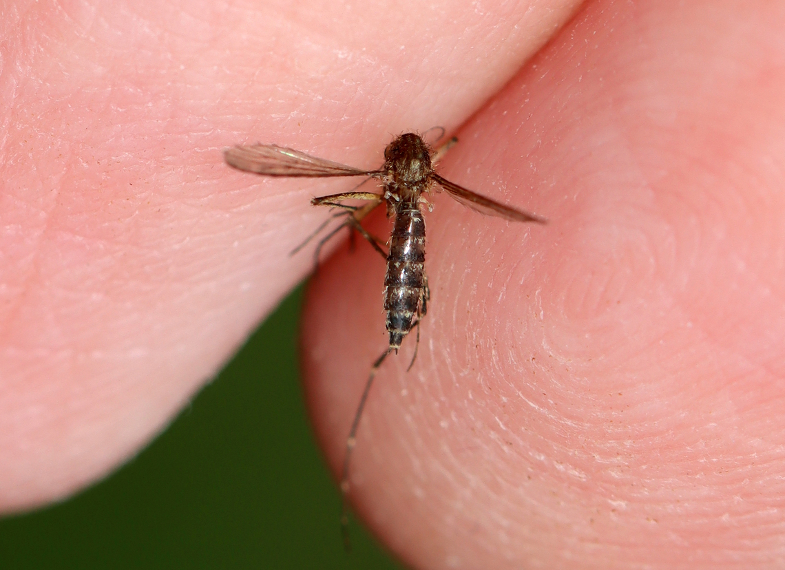 Inland Floodwater Mosquito - Aedes vexans This is not a good example of Ae. vexans because it was in rough shape after battling me, and thus no longer had the typical, sideways B-shaped markings on the abdominal tergites. But, it should have thought twice before messing with me.<br />
<br />
Habitat: Biting me in a mixed forest<br />
 Aedes vexans,Geotagged,Inland floodwater mosquito,Summer,United States,aedes,mosquito