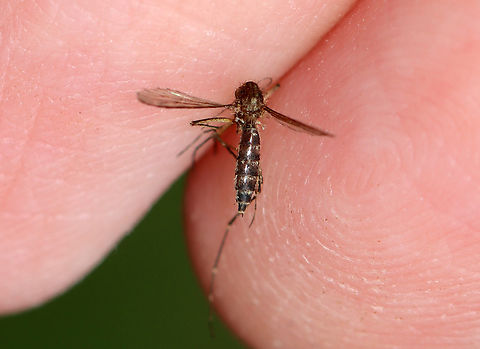 Inland Floodwater Mosquito - Aedes vexans This is not a good example of Ae. vexans because it was in rough shape after battling me, and thus no longer had the typical, sideways B-shaped markings on the abdominal tergites. But, it should have thought twice before messing with me.

Habitat: Biting me in a mixed forest
 Aedes vexans,Geotagged,Inland floodwater mosquito,Summer,United States,aedes,mosquito