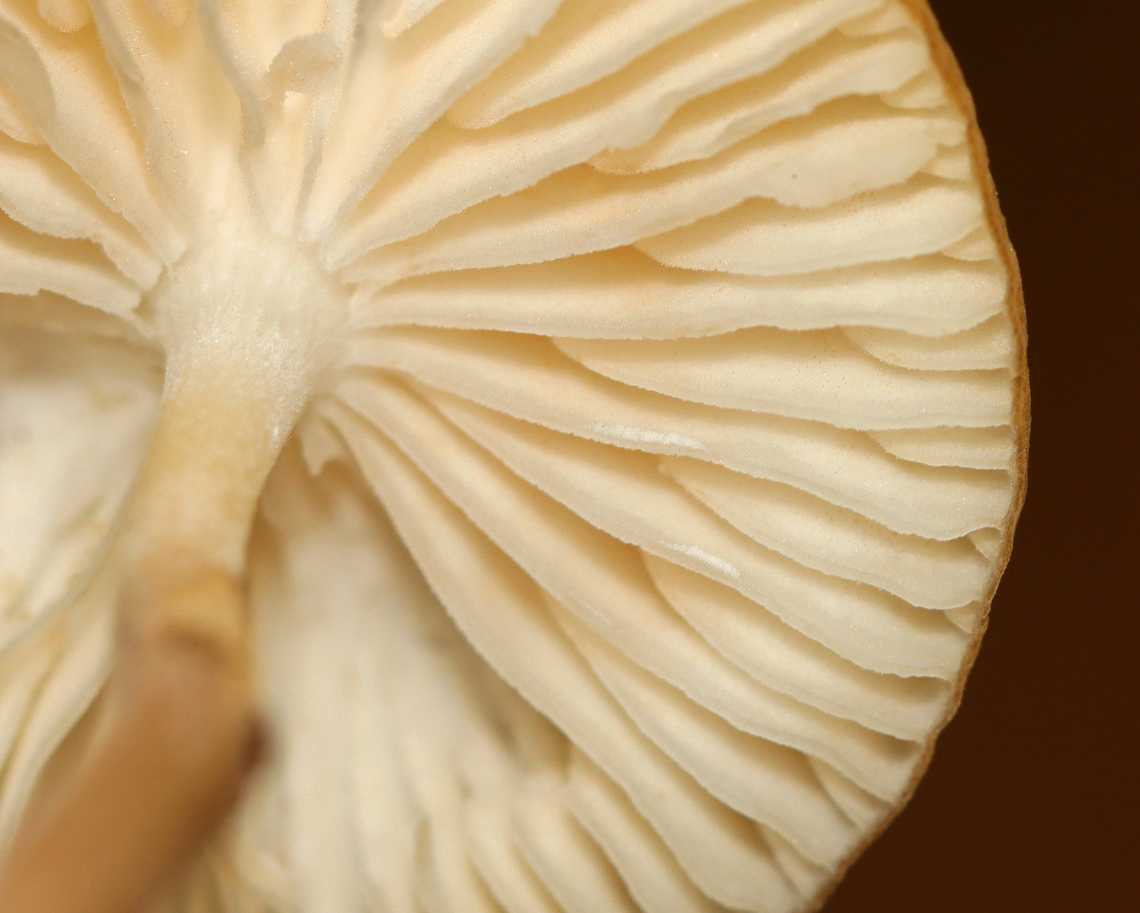 Beech Rooter - Oudemansiella furfuracea *Tentative ID<br />
<br />
Habitat: Mixed forest<br />
<figure class="photo"><a href="https://www.jungledragon.com/image/142847/beech_rooter_-_oudemansiella_furfuracea.html" title="Beech Rooter - Oudemansiella furfuracea"><img src="https://s3.amazonaws.com/media.jungledragon.com/images/3232/142847_thumb.jpg?AWSAccessKeyId=05GMT0V3GWVNE7GGM1R2&Expires=1767225610&Signature=Ap2ftE8qkNe4paN7VzJ%2F%2BcElywU%3D" width="200" height="152" alt="Beech Rooter - Oudemansiella furfuracea *Tentative ID<br />
<br />
Habitat: Mixed forest<br />
https://www.jungledragon.com/image/142846/beech_rooter_-_oudemansiella_furfuracea.html Geotagged,Oudemansiella,Oudemansiella furfuracea,Summer,United States,beech rooter,fungus,mushroom" /></a></figure> Geotagged,Oudemansiella furfuracea,Summer,United States