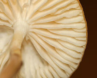 Beech Rooter - Oudemansiella furfuracea *Tentative ID<br />
<br />
Habitat: Mixed forest<br />
https://www.jungledragon.com/image/142847/beech_rooter_-_oudemansiella_furfuracea.html Geotagged,Oudemansiella furfuracea,Summer,United States