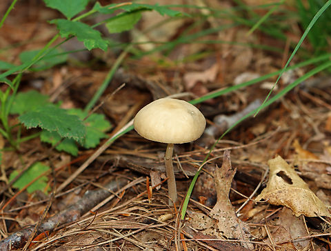 Beech Rooter - Oudemansiella furfuracea *Tentative ID

Habitat: Mixed forest
https://www.jungledragon.com/image/142846/beech_rooter_-_oudemansiella_furfuracea.html Geotagged,Oudemansiella,Oudemansiella furfuracea,Summer,United States,beech rooter,fungus,mushroom