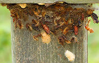 Spongy Moth (Egg Masses, Larval and Pupal Exuviae) - Lymantria dispar Our forests are still recovering from the massive damage these caterpillars did a couple years ago. Each tan egg mass can hold 1,000 eggs! <br />
<br />
Habitat: Bird house; meadow<br />
https://www.jungledragon.com/image/142849/spongy_moth_egg_masses_larval_and_pupal_exuviae_-_lymantria_dispar.html Geotagged,Lymantria dispar,Spongy Moth,Summer,United States