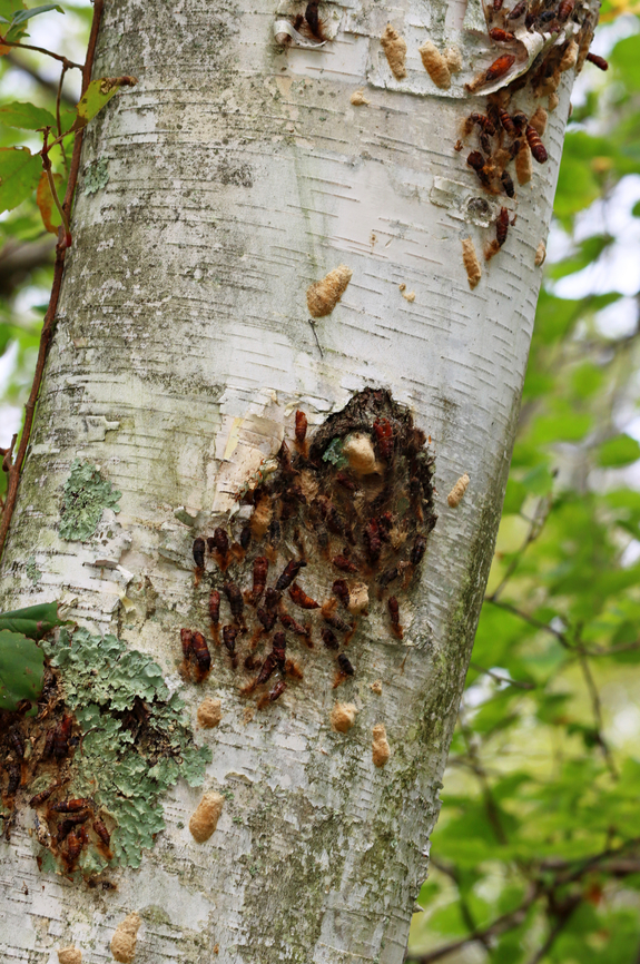 Spongy Moth (Egg Masses, Larval and Pupal Exuviae) - Lymantria dispar Our forests are still recovering from the massive damage these caterpillars did a couple years ago. Each tan egg mass can hold 1,000 eggs! Nearly every tree looked like this, or worse.<br />
<br />
Habitat: Deciduous forest<br />
<figure class="photo"><a href="https://www.jungledragon.com/image/142848/spongy_moth_egg_masses_larval_and_pupal_exuviae_-_lymantria_dispar.html" title="Spongy Moth (Egg Masses, Larval and Pupal Exuviae) - Lymantria dispar"><img src="https://s3.amazonaws.com/media.jungledragon.com/images/3232/142848_thumb.jpg?AWSAccessKeyId=05GMT0V3GWVNE7GGM1R2&Expires=1759968010&Signature=v5Pg1Q6JJCmxnvD16hhFPCgo2wY%3D" width="200" height="130" alt="Spongy Moth (Egg Masses, Larval and Pupal Exuviae) - Lymantria dispar Our forests are still recovering from the massive damage these caterpillars did a couple years ago. Each tan egg mass can hold 1,000 eggs! <br />
<br />
Habitat: Bird house; meadow<br />
https://www.jungledragon.com/image/142849/spongy_moth_egg_masses_larval_and_pupal_exuviae_-_lymantria_dispar.html Geotagged,Lymantria dispar,Spongy Moth,Summer,United States" /></a></figure> Geotagged,Lymantria dispar,Spongy Moth,Summer,United States,egg mass,eggs,gypsy moth,larvae,lymantria,moth,pupae