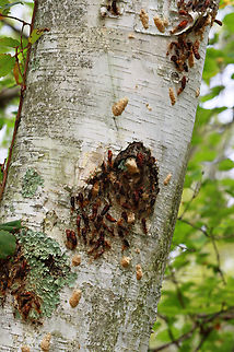 Spongy Moth (Egg Masses, Larval and Pupal Exuviae) - Lymantria dispar Our forests are still recovering from the massive damage these caterpillars did a couple years ago. Each tan egg mass can hold 1,000 eggs! Nearly every tree looked like this, or worse.

Habitat: Deciduous forest
https://www.jungledragon.com/image/142848/spongy_moth_egg_masses_larval_and_pupal_exuviae_-_lymantria_dispar.html Geotagged,Lymantria dispar,Spongy Moth,Summer,United States,egg mass,eggs,gypsy moth,larvae,lymantria,moth,pupae