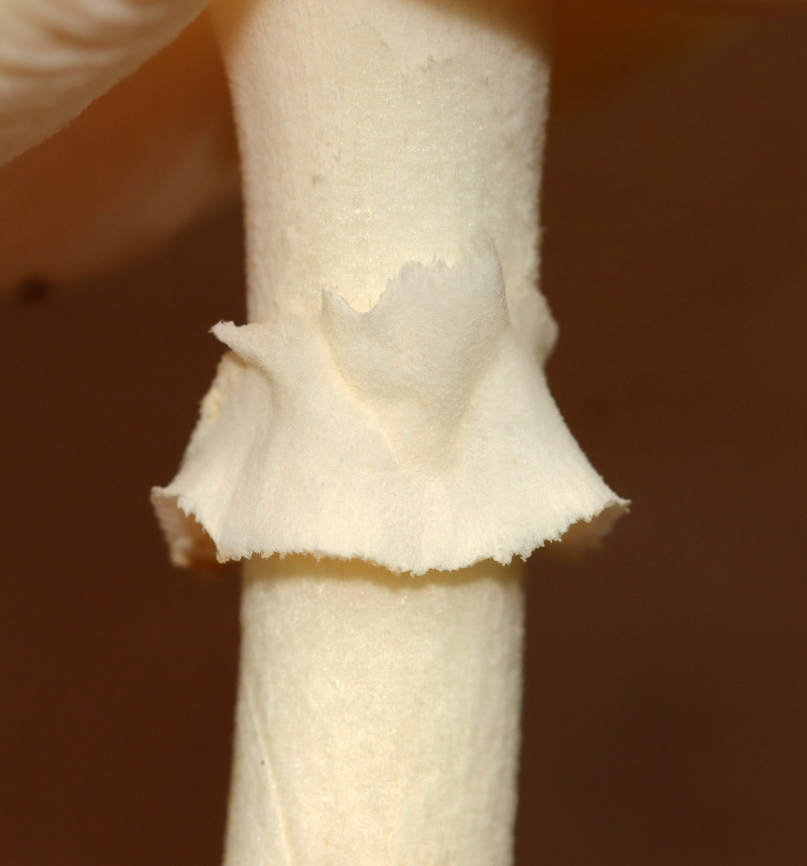 Poison Champagne Amanita - Amanita crenulata Habitat: Growing under pine; mixed forest<br />
<figure class="photo"><a href="https://www.jungledragon.com/image/142851/poison_champagne_amanita_-_amanita_crenulata.html" title="Poison Champagne Amanita - Amanita crenulata"><img src="https://s3.amazonaws.com/media.jungledragon.com/images/3232/142851_thumb.jpg?AWSAccessKeyId=05GMT0V3GWVNE7GGM1R2&Expires=1769040010&Signature=R4TTYBdnF05WYNrPevPlD2X%2F3bs%3D" width="138" height="152" alt="Poison Champagne Amanita - Amanita crenulata Habitat: Growing under pine; mixed forest<br />
https://www.jungledragon.com/image/142851/poison_champagne_amanita_-_amanita_crenulata.html<br />
https://www.jungledragon.com/image/142850/poison_champagne_amanita_-_amanita_crenulata.html<br />
https://www.jungledragon.com/image/142854/poison_champagne_amanita_-_amanita_crenulata.html<br />
https://www.jungledragon.com/image/142853/poison_champagne_amanita_-_amanita_crenulata.html<br />
https://www.jungledragon.com/image/142852/poison_champagne_amanita_-_amanita_crenulata.html Amanita crenulata,Geotagged,Poison Champagne Amanita,Summer,United States" /></a></figure><br />
<figure class="photo"><a href="https://www.jungledragon.com/image/142850/poison_champagne_amanita_-_amanita_crenulata.html" title="Poison Champagne Amanita - Amanita crenulata"><img src="https://s3.amazonaws.com/media.jungledragon.com/images/3232/142850_thumb.jpg?AWSAccessKeyId=05GMT0V3GWVNE7GGM1R2&Expires=1769040010&Signature=IOuN7GdD4ymW%2F46hbHRfR6f3uF8%3D" width="142" height="152" alt="Poison Champagne Amanita - Amanita crenulata Habitat: Growing under pine; mixed forest<br />
https://www.jungledragon.com/image/142851/poison_champagne_amanita_-_amanita_crenulata.html<br />
https://www.jungledragon.com/image/142850/poison_champagne_amanita_-_amanita_crenulata.html<br />
https://www.jungledragon.com/image/142854/poison_champagne_amanita_-_amanita_crenulata.html<br />
https://www.jungledragon.com/image/142853/poison_champagne_amanita_-_amanita_crenulata.html<br />
https://www.jungledragon.com/image/142852/poison_champagne_amanita_-_amanita_crenulata.html Amanita,Amanita crenulata,Amanita crenulata group,Geotagged,Poison Champagne Amanita,Summer,United States,fungus,mushroom" /></a></figure><br />
<figure class="photo"><a href="https://www.jungledragon.com/image/142854/poison_champagne_amanita_-_amanita_crenulata.html" title="Poison Champagne Amanita - Amanita crenulata"><img src="https://s3.amazonaws.com/media.jungledragon.com/images/3232/142854_thumb.jpg?AWSAccessKeyId=05GMT0V3GWVNE7GGM1R2&Expires=1769040010&Signature=Zhz39ZmfuNlrhkyM6H8s6Mcrk%2Bg%3D" width="200" height="178" alt="Poison Champagne Amanita - Amanita crenulata Habitat: Growing under pine; mixed forest<br />
https://www.jungledragon.com/image/142851/poison_champagne_amanita_-_amanita_crenulata.html<br />
https://www.jungledragon.com/image/142850/poison_champagne_amanita_-_amanita_crenulata.html<br />
https://www.jungledragon.com/image/142854/poison_champagne_amanita_-_amanita_crenulata.html<br />
https://www.jungledragon.com/image/142853/poison_champagne_amanita_-_amanita_crenulata.html<br />
https://www.jungledragon.com/image/142852/poison_champagne_amanita_-_amanita_crenulata.html Amanita crenulata,Geotagged,Poison Champagne Amanita,Summer,United States" /></a></figure><br />
<figure class="photo"><a href="https://www.jungledragon.com/image/142853/poison_champagne_amanita_-_amanita_crenulata.html" title="Poison Champagne Amanita - Amanita crenulata"><img src="https://s3.amazonaws.com/media.jungledragon.com/images/3232/142853_thumb.jpg?AWSAccessKeyId=05GMT0V3GWVNE7GGM1R2&Expires=1769040010&Signature=YYPo96RHqm76OcV7xv3wOS2z25M%3D" width="200" height="156" alt="Poison Champagne Amanita - Amanita crenulata Habitat: Growing under pine; mixed forest<br />
https://www.jungledragon.com/image/142851/poison_champagne_amanita_-_amanita_crenulata.html<br />
https://www.jungledragon.com/image/142850/poison_champagne_amanita_-_amanita_crenulata.html<br />
https://www.jungledragon.com/image/142854/poison_champagne_amanita_-_amanita_crenulata.html<br />
https://www.jungledragon.com/image/142853/poison_champagne_amanita_-_amanita_crenulata.html<br />
https://www.jungledragon.com/image/142852/poison_champagne_amanita_-_amanita_crenulata.html Amanita crenulata,Geotagged,Poison Champagne Amanita,Summer,United States" /></a></figure><br />
<figure class="photo"><a href="https://www.jungledragon.com/image/142852/poison_champagne_amanita_-_amanita_crenulata.html" title="Poison Champagne Amanita - Amanita crenulata"><img src="https://s3.amazonaws.com/media.jungledragon.com/images/3232/142852_thumb.jpg?AWSAccessKeyId=05GMT0V3GWVNE7GGM1R2&Expires=1769040010&Signature=yJqlMwMosW%2FPKfkFptkxZ7pJp00%3D" width="122" height="152" alt="Poison Champagne Amanita - Amanita crenulata Habitat: Growing under pine; mixed forest<br />
https://www.jungledragon.com/image/142851/poison_champagne_amanita_-_amanita_crenulata.html<br />
https://www.jungledragon.com/image/142850/poison_champagne_amanita_-_amanita_crenulata.html<br />
https://www.jungledragon.com/image/142854/poison_champagne_amanita_-_amanita_crenulata.html<br />
https://www.jungledragon.com/image/142853/poison_champagne_amanita_-_amanita_crenulata.html<br />
https://www.jungledragon.com/image/142852/poison_champagne_amanita_-_amanita_crenulata.html Amanita crenulata,Geotagged,Poison Champagne Amanita,Summer,United States" /></a></figure> Amanita,Amanita crenulata,Amanita crenulata group,Geotagged,Poison Champagne Amanita,Summer,United States,fungus,mushroom