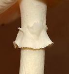 Poison Champagne Amanita - Amanita crenulata Habitat: Growing under pine; mixed forest<br />
https://www.jungledragon.com/image/142851/poison_champagne_amanita_-_amanita_crenulata.html<br />
https://www.jungledragon.com/image/142850/poison_champagne_amanita_-_amanita_crenulata.html<br />
https://www.jungledragon.com/image/142854/poison_champagne_amanita_-_amanita_crenulata.html<br />
https://www.jungledragon.com/image/142853/poison_champagne_amanita_-_amanita_crenulata.html<br />
https://www.jungledragon.com/image/142852/poison_champagne_amanita_-_amanita_crenulata.html Amanita,Amanita crenulata,Amanita crenulata group,Geotagged,Poison Champagne Amanita,Summer,United States,fungus,mushroom