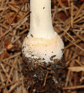 Poison Champagne Amanita - Amanita crenulata Habitat: Growing under pine; mixed forest
https://www.jungledragon.com/image/142851/poison_champagne_amanita_-_amanita_crenulata.html
https://www.jungledragon.com/image/142850/poison_champagne_amanita_-_amanita_crenulata.html
https://www.jungledragon.com/image/142854/poison_champagne_amanita_-_amanita_crenulata.html
https://www.jungledragon.com/image/142853/poison_champagne_amanita_-_amanita_crenulata.html
https://www.jungledragon.com/image/142852/poison_champagne_amanita_-_amanita_crenulata.html Amanita crenulata,Geotagged,Poison Champagne Amanita,Summer,United States