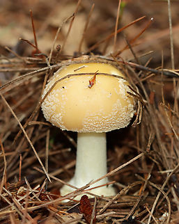 Poison Champagne Amanita - Amanita crenulata Habitat: Growing under pine; mixed forest
https://www.jungledragon.com/image/142851/poison_champagne_amanita_-_amanita_crenulata.html
https://www.jungledragon.com/image/142850/poison_champagne_amanita_-_amanita_crenulata.html
https://www.jungledragon.com/image/142854/poison_champagne_amanita_-_amanita_crenulata.html
https://www.jungledragon.com/image/142853/poison_champagne_amanita_-_amanita_crenulata.html
https://www.jungledragon.com/image/142852/poison_champagne_amanita_-_amanita_crenulata.html Amanita crenulata,Geotagged,Poison Champagne Amanita,Summer,United States